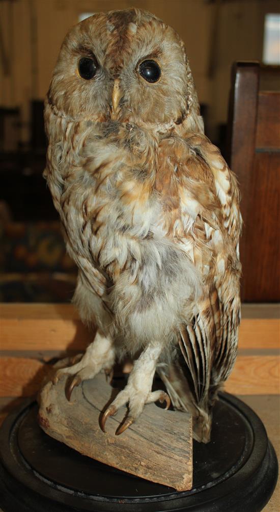 Owl under glass dome